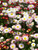 Bellis Rominette-Mix