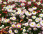 Bellis Rominette-Mix