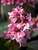 Bergenia Sakura