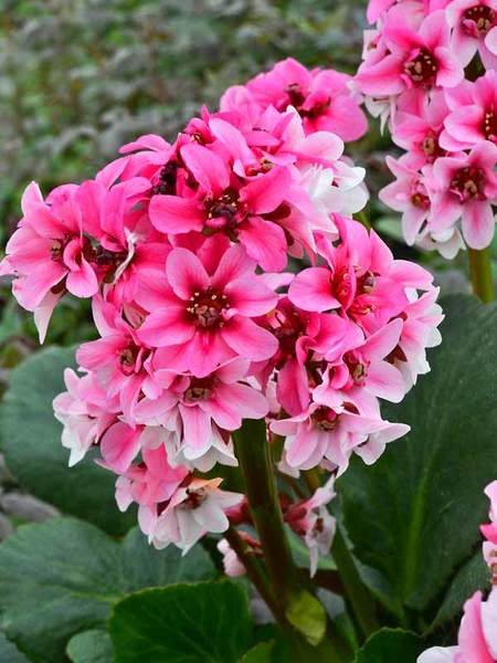 Product Viewer - Bergenia Dragonfly Sakura