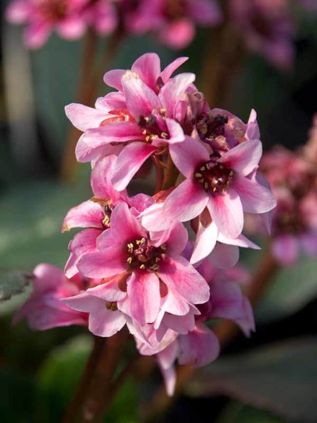 Bergenia Dragonfly Sakura | Bluestone Perennials