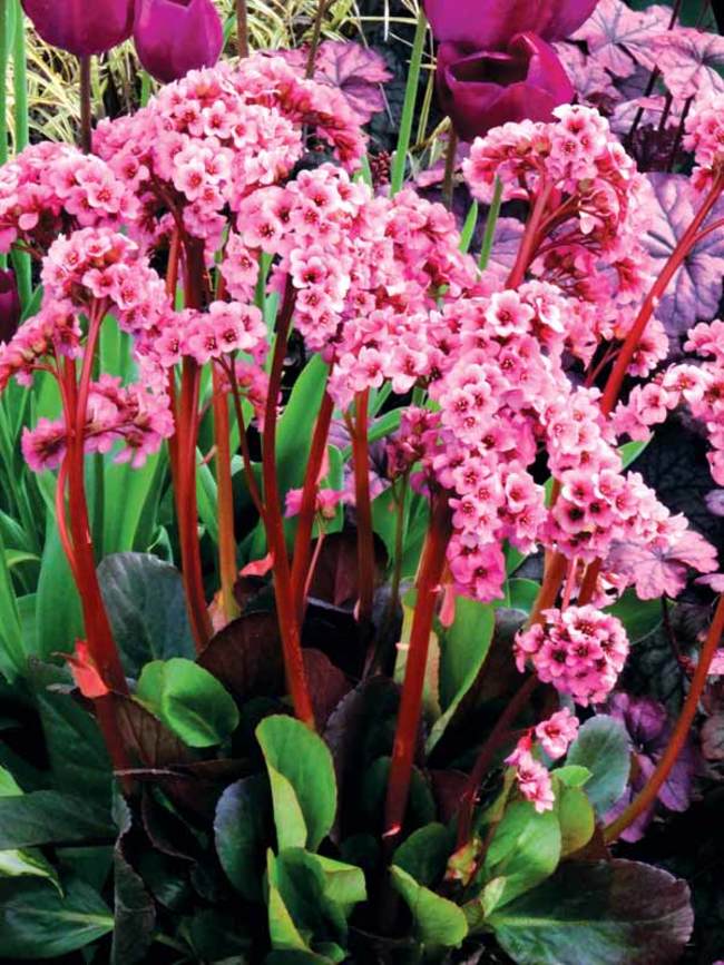 Bergenia Spring Fling Bluestone Perennials