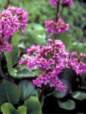 Bergenia Groundcover Plants