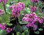 Bergenia Winterglow