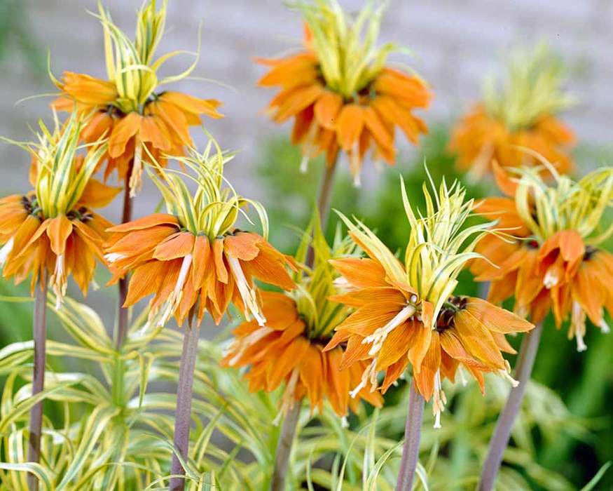 Fritillaria Aureomarginata | Bluestone Perennials