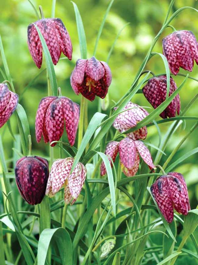 Fritillaria Meleagris Mixed -- Bluestone Perennials