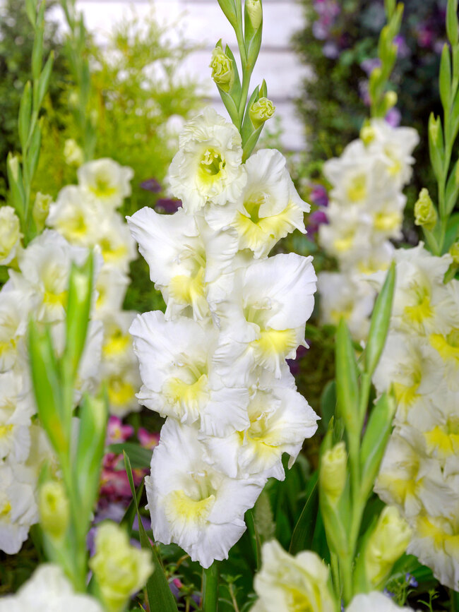 Gladiolus Break O'Dawn