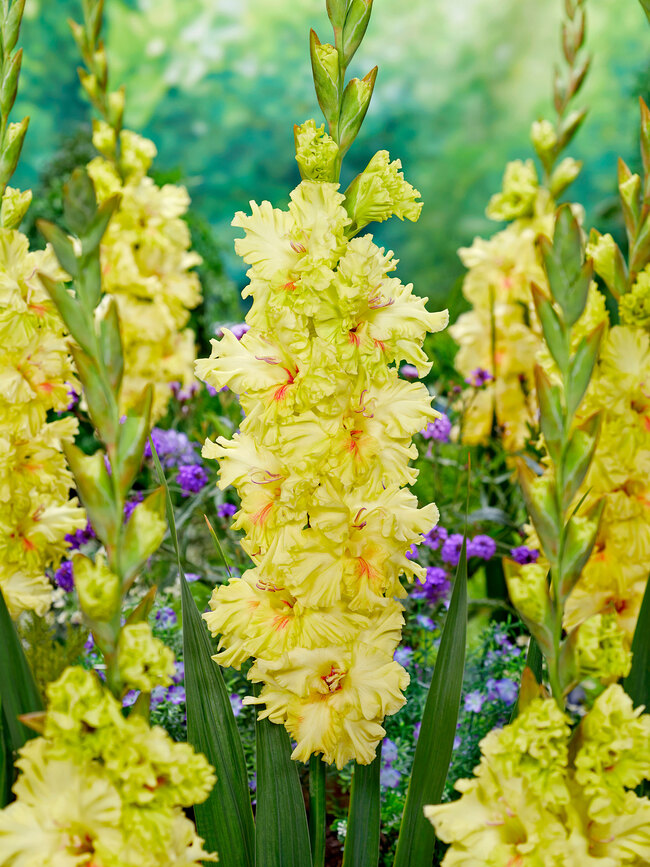 Gladiolus Burning Sunrays