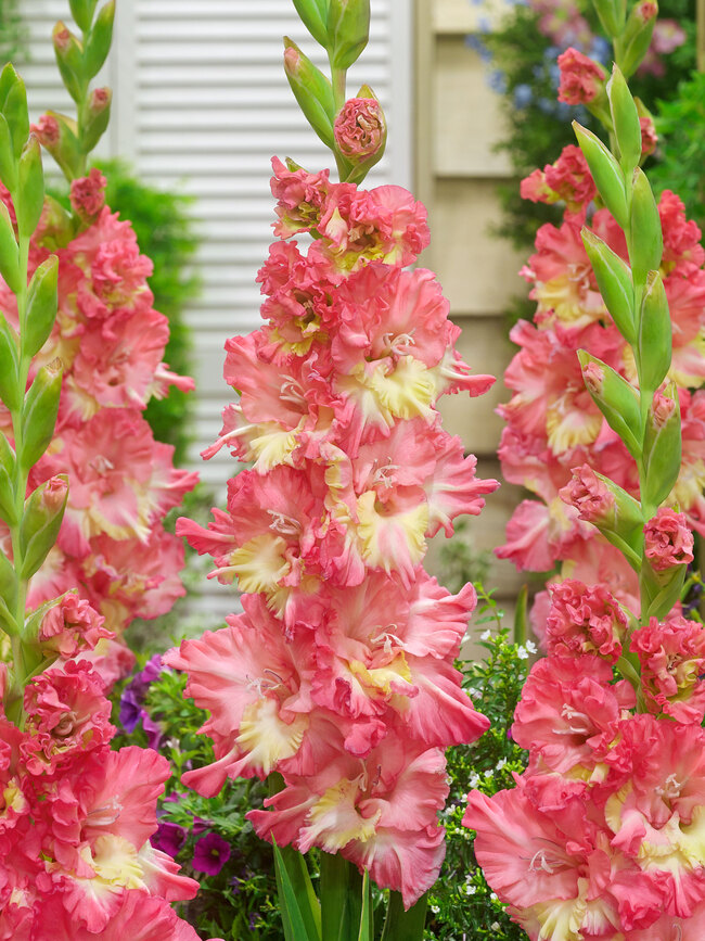 Gladiolus Mango Muse