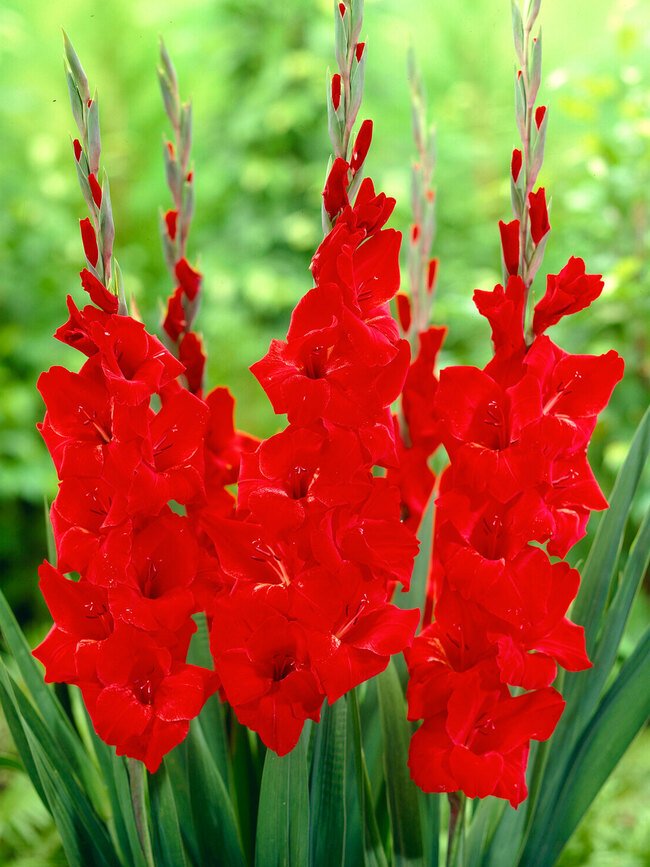 Gladiolus Oscar