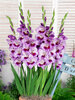 Gladiolus Tina