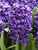 Hyacinth Peter Stuyvesant