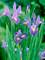 Iris Blue Ribbon -- Bluestone Perennials