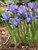 Dwarf Iris Reticulata