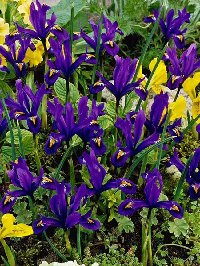 Iris reticulata -- Bluestone Perennials