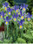 Dutch-Iris Sapphire-Beauty