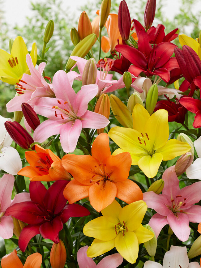 Lily Asiatic Mix Value Pack