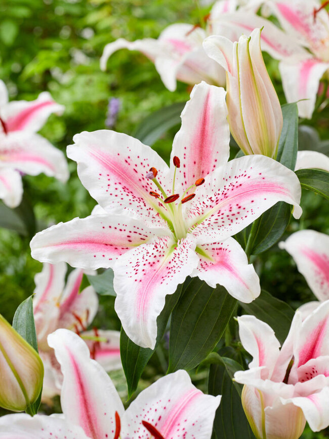 Lily Lovely Day Oriental (Oriental Lily)