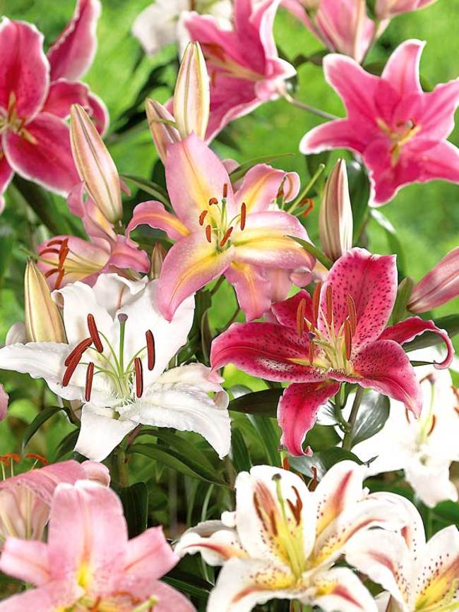 Lily Oriental Mix -- Bluestone Perennials