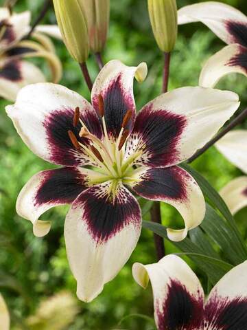 Lily Patricia's Pride Asiatic | Bluestone Perennials