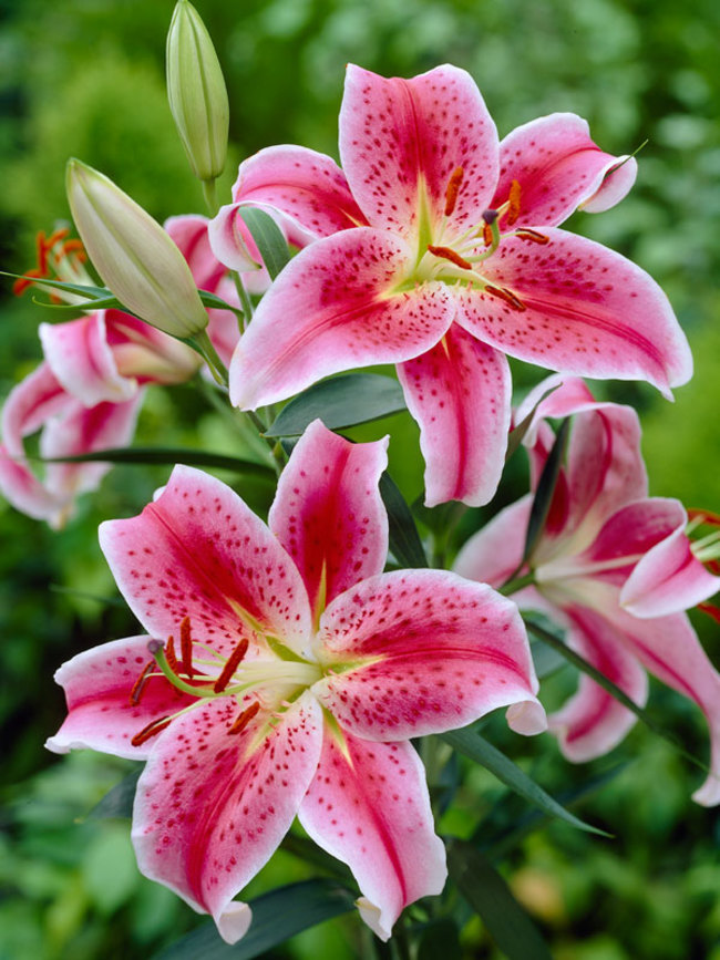 How To Grow Care For Stargazer Oriental Lily The Spruce