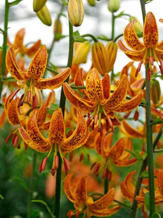 Lily Sunny Morning -- Bluestone Perennials