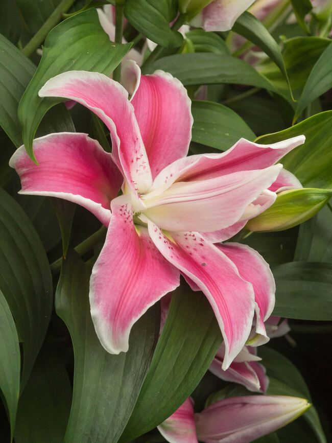 Lily Sweet Rosy Oriental Double -- Bluestone Perennials