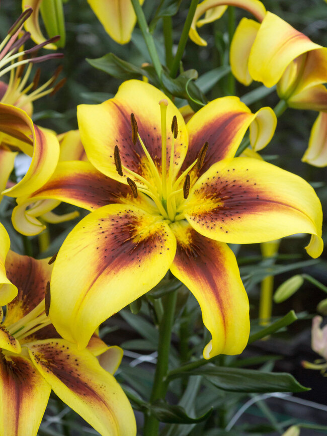 Lily Viva La Vida Bluestone Perennials