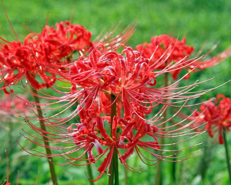 Product Viewer - Lycoris radiata