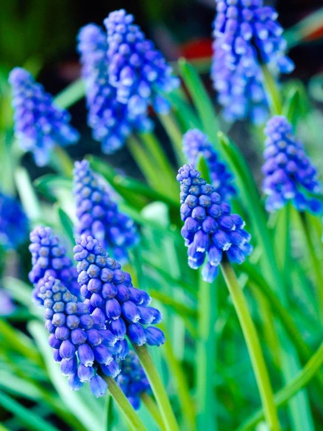 Muscari Armeniacum -- Bluestone Perennials