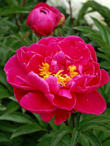 Peony Karl Rosenfield | Bluestone Perennials