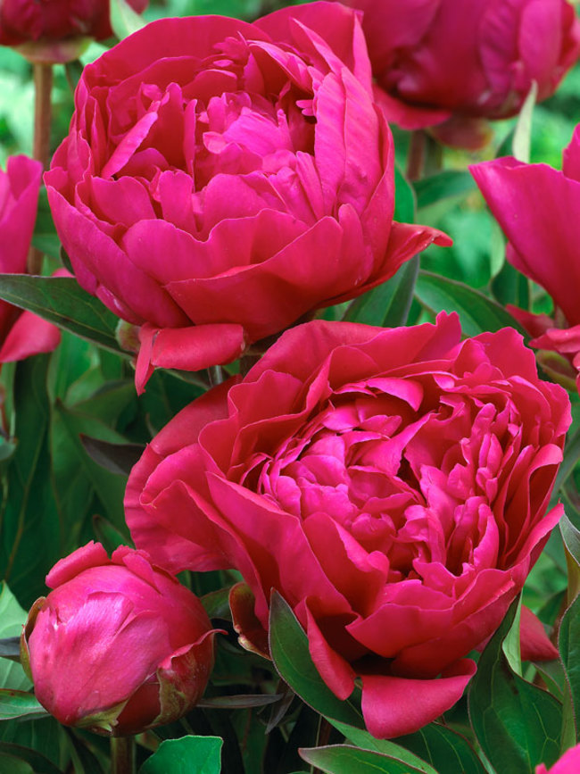 Peony Karl Rosenfield -- Bluestone Perennials