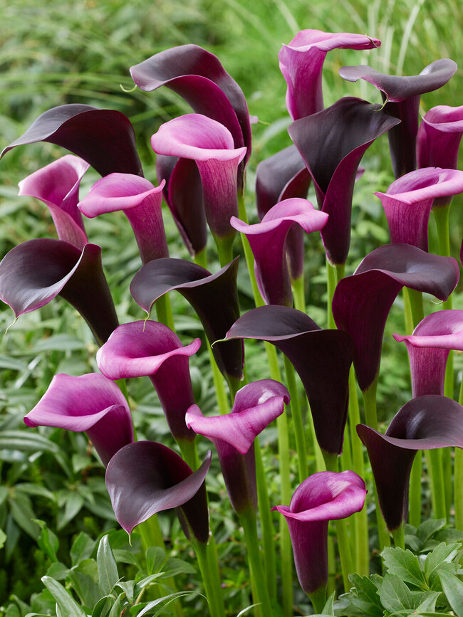 Perfect Partners Calla Midnight Symphony