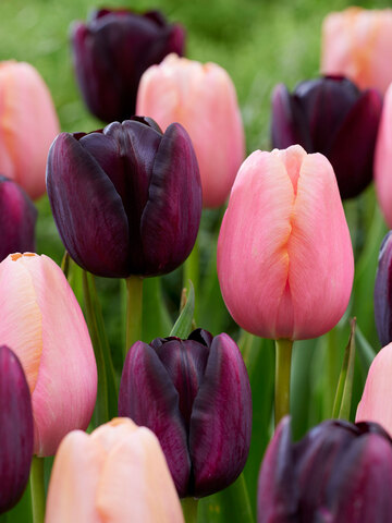 Perfect Partners Night's Blush Tulips