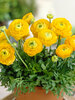 Ranunculus Yellow