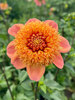 Dahlia Sandia Brocade