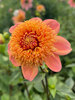 Dahlia Sandia Brocade