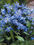 Scilla Siberica-Value-Pack