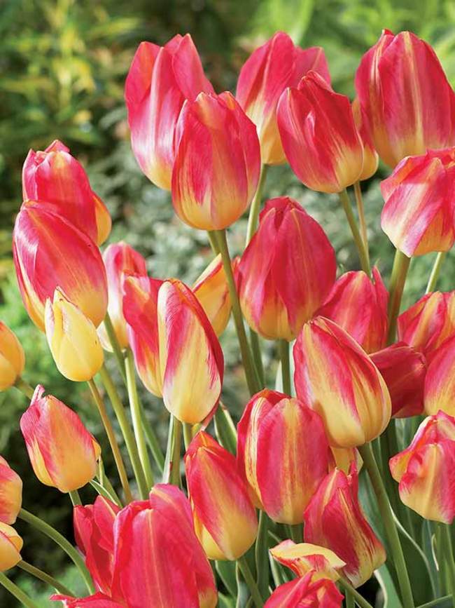 Tulip Antoinette | Bluestone Perennials
