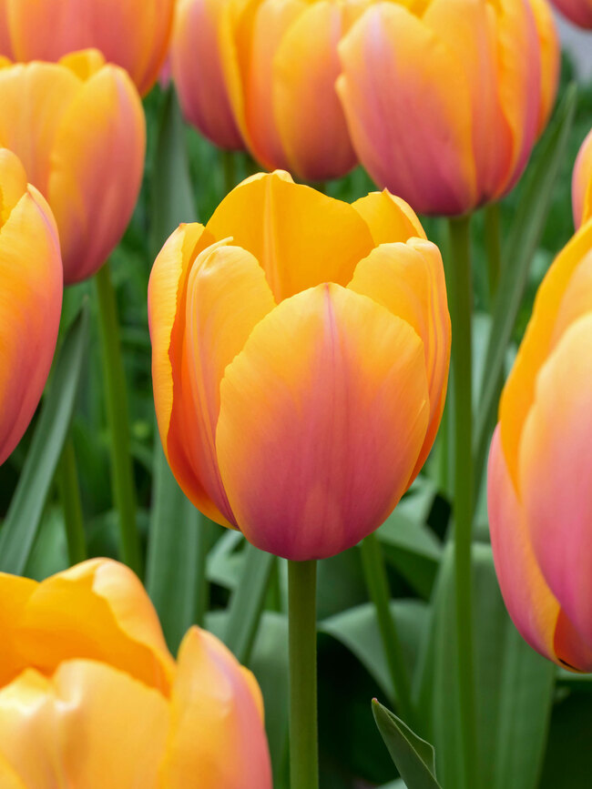 Tulip Blushing Impression Bluestone Perennials