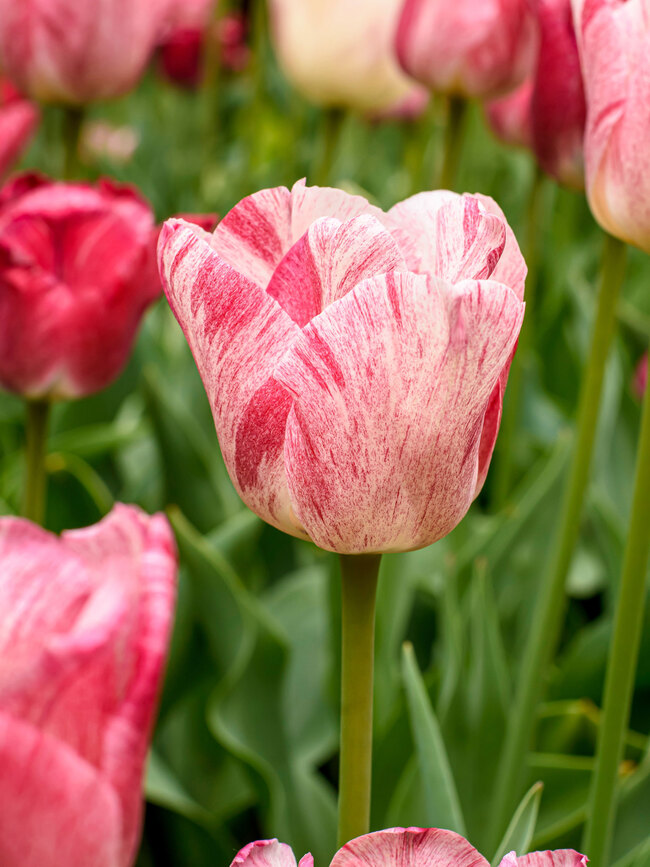 Tulip Hemisphere | Bluestone Perennials