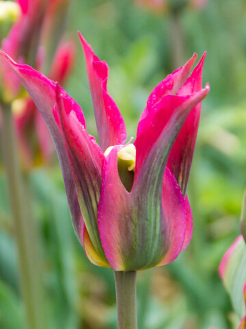 Tulip Love Dance