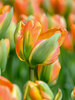 Tulip Orange Marmalade