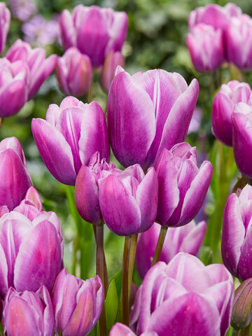 Tulip Purple Elegance