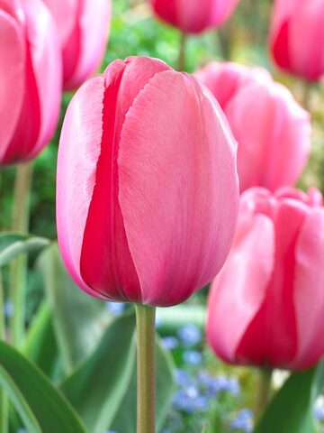 Tulip Pink Impression | Bluestone Perennials