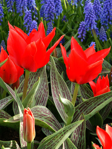 Tulip Red Riding Hood | Bluestone Perennials