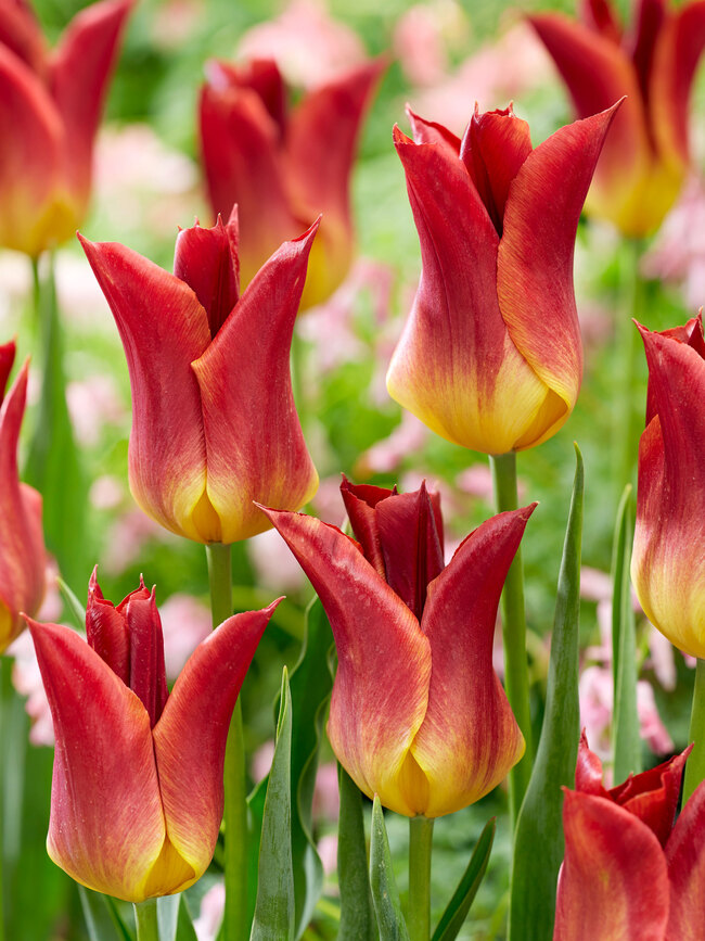 Tulip Striking Match -- Bluestone Perennials