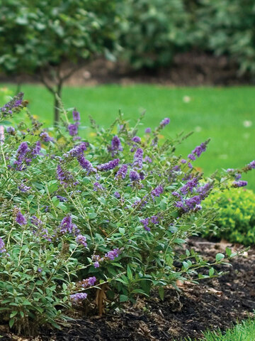 Buddleia Blue Chip | Bluestone Perennials