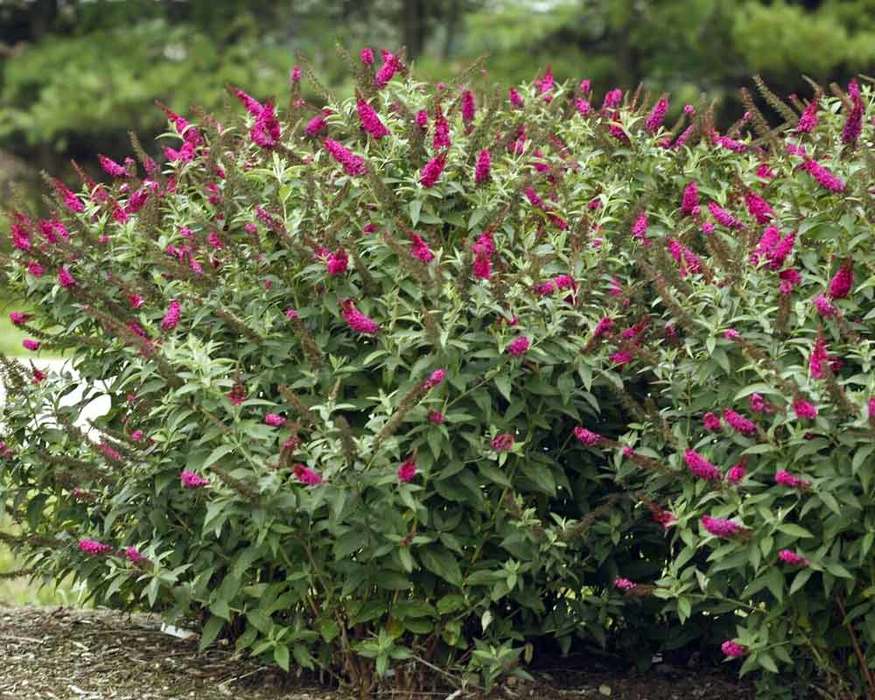 Buddleia Miss Molly | Bluestone Perennials