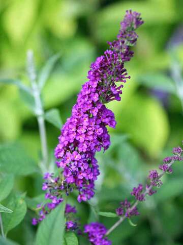 Buddleia Miss Violet | Bluestone Perennials